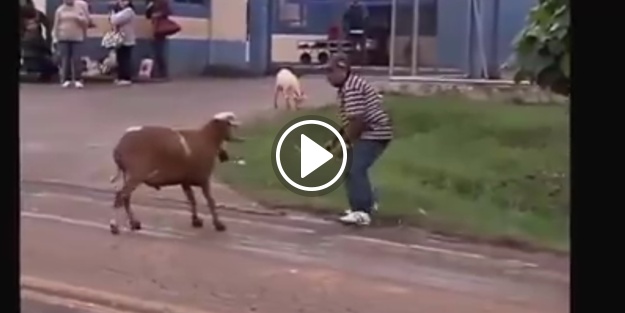 Yoldan geçenlere saldıran psikopat koç