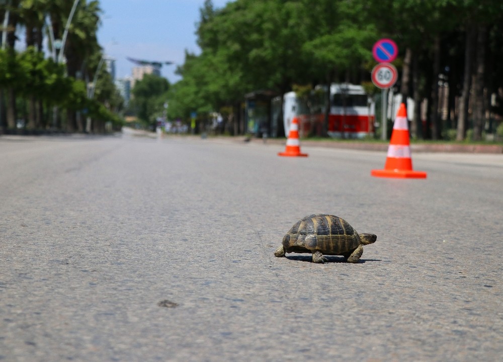 Yollar kaplumbağaya kaldı 