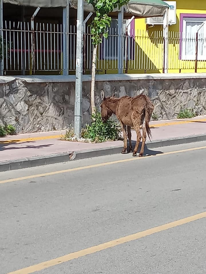 Yolunu kaybeden eşek, sahibini bekliyor 