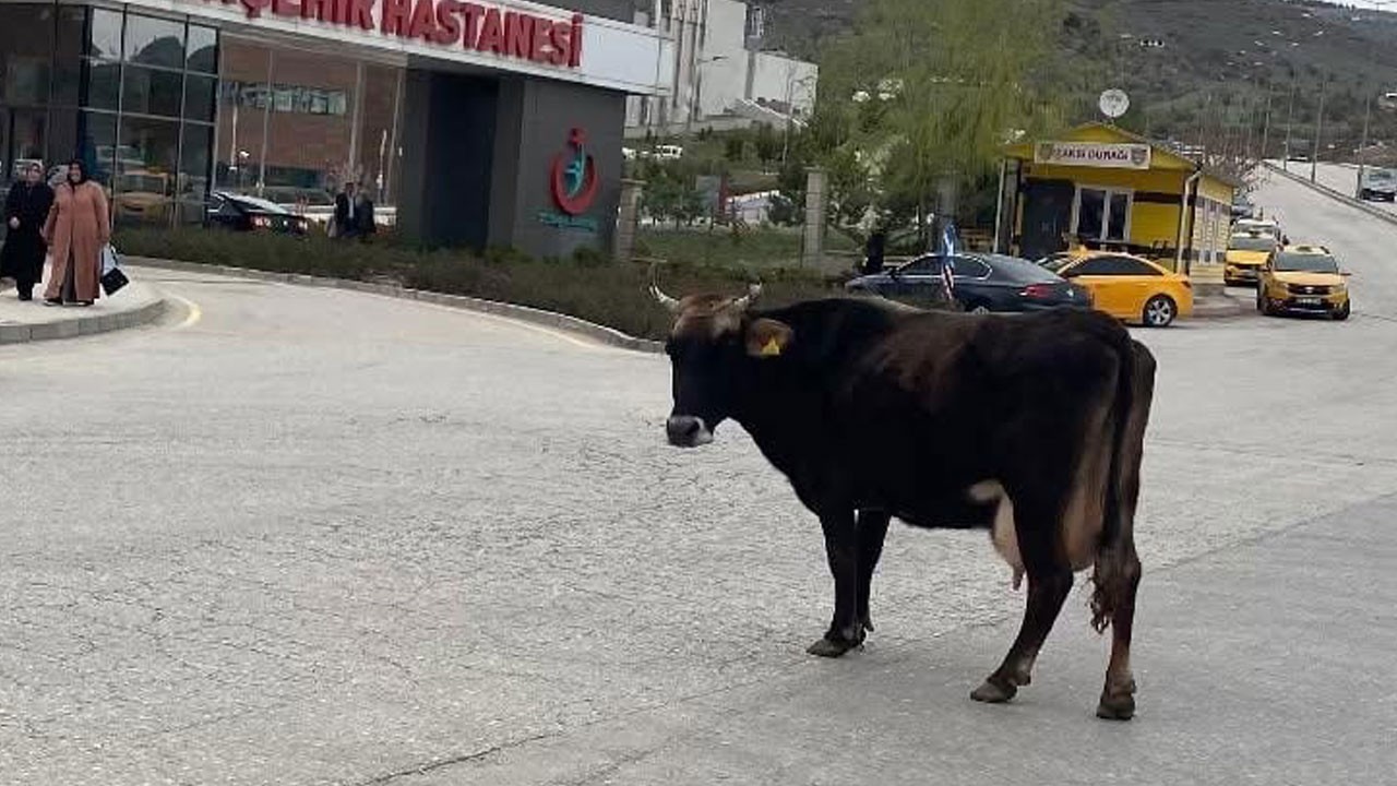 Yolunu kaybeden inek bakın ne yaptı!