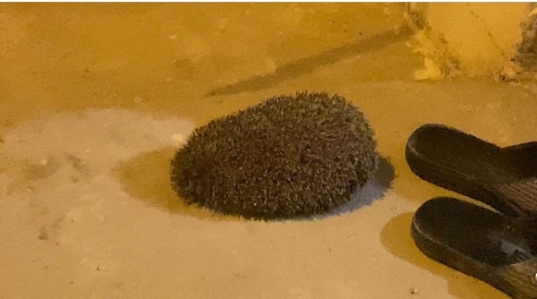 Yolunu kaybeden kirpi bakın nerede bulundu