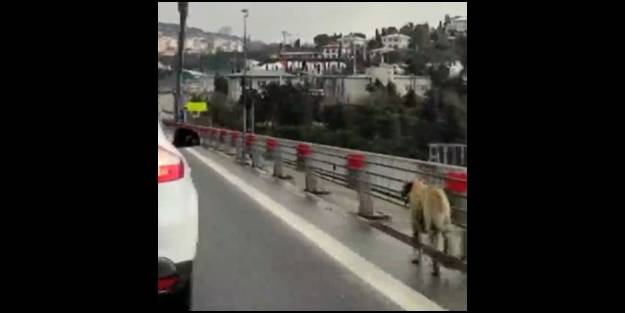 Yolunu şaşıran köpeğin yardımına vatandaşlar yetişti: Güvenlik konvoyu oluşturdular