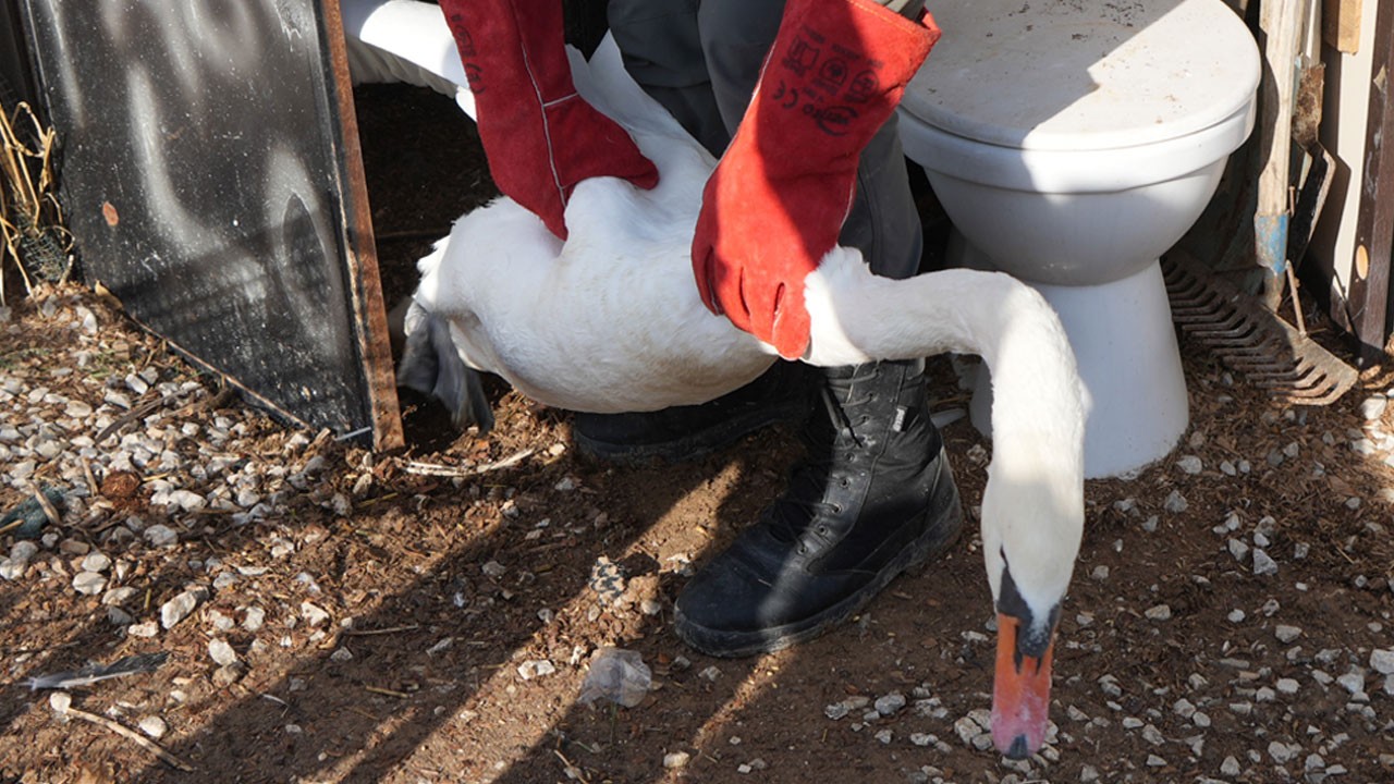 Yolunu şaşıran kuğu, bahçesine acil iniş yaptığı evin misafiri oldu