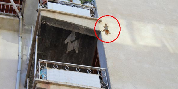 Yolunu şaşıran sevimli sincap apartmana tırmandı