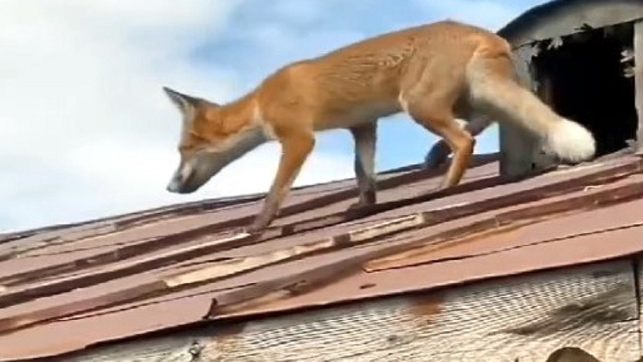 Yolunu şaşıran tilki bakın nereye çıktı