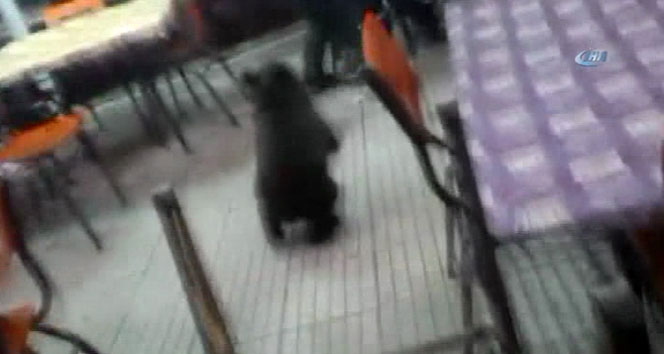 Yavru ayı kahvehaneyi birbirine kattı