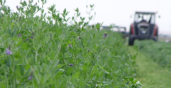 Yoncanın fiyatı altınla yarışıyor