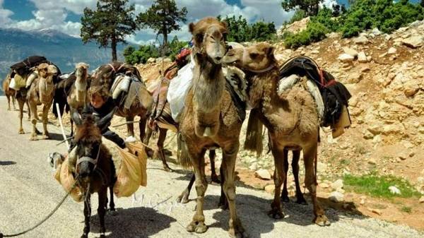 Yörük ne demek? Yörük ne anlama geliyor?