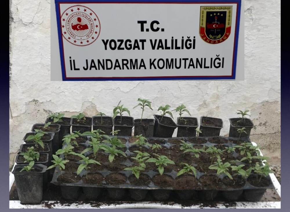 Yozgat’ta 72 kök hint keneviri ele geçirildi 