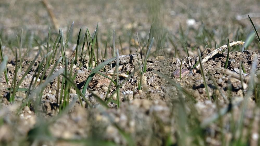 Yozgat’ta beklenen yağışların gelmemesi hububat üreticisini endişelendirirken, uzmanlara göre ciddi bir tehlike yok