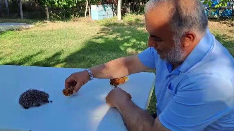 Yozgat'ta çekilen görüntü, esprili paylaşımı görenleri şaşkına çevirdi: Minik dostunu elleriyle, bal peteğiyle besliyor!