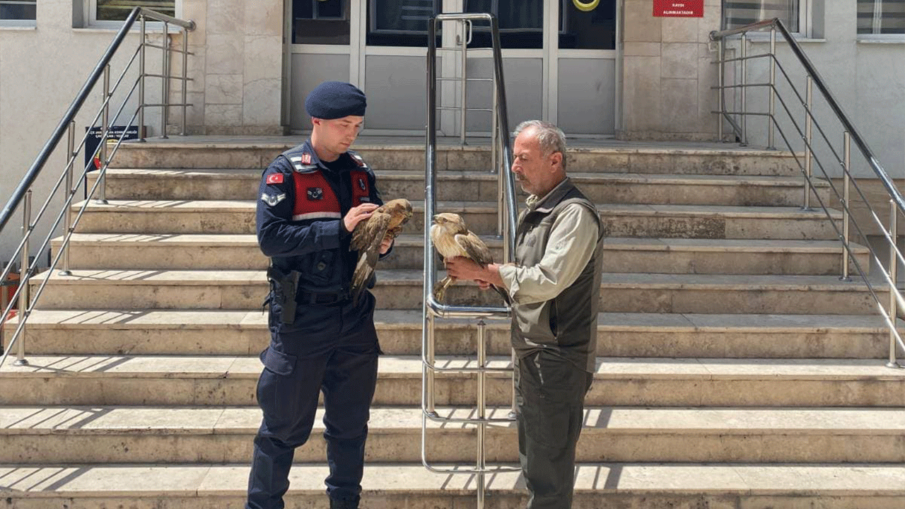 Yozgat'ta doğada yaralı bulunan iki şahin koruma altına alındı