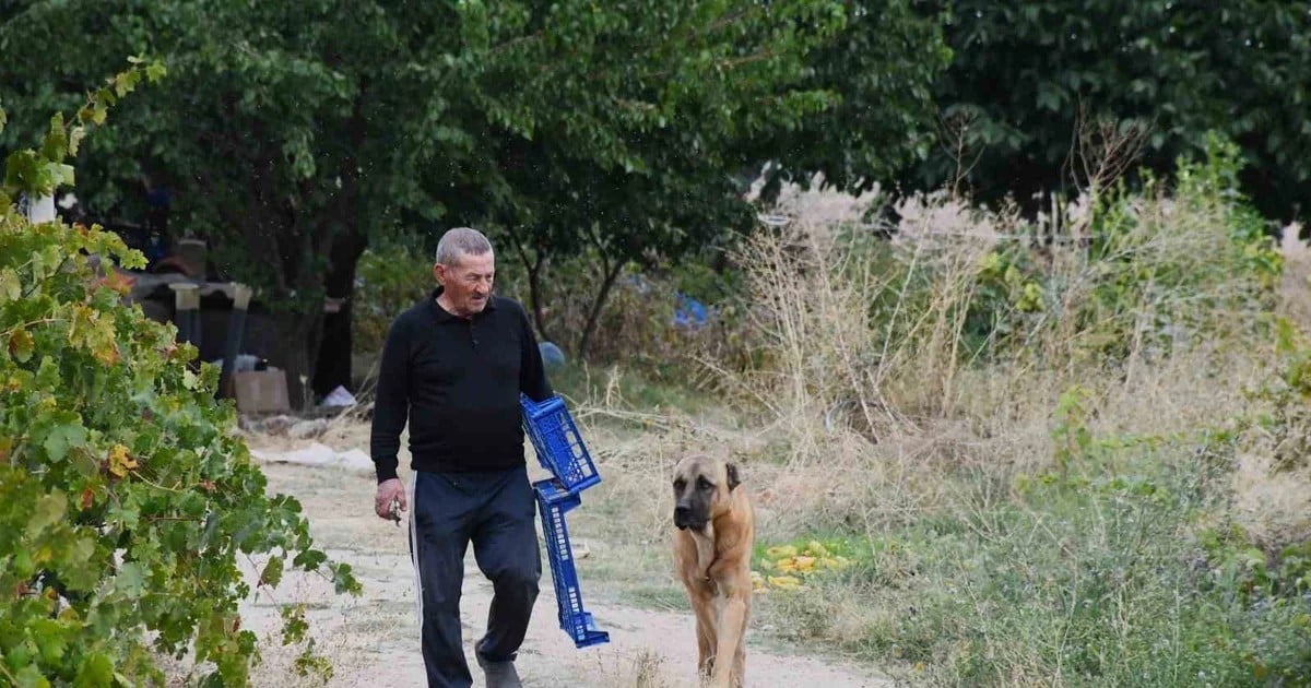 Yozgat'ta emekli öğretmen 14 dönümlük bozkırı 15 yılda yeşil vahaya çevirdi