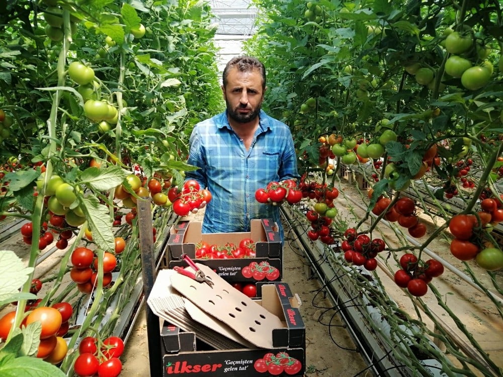 Yozgat’ta jeotermal serada yılın 12 ayı domates üretiyorlar 