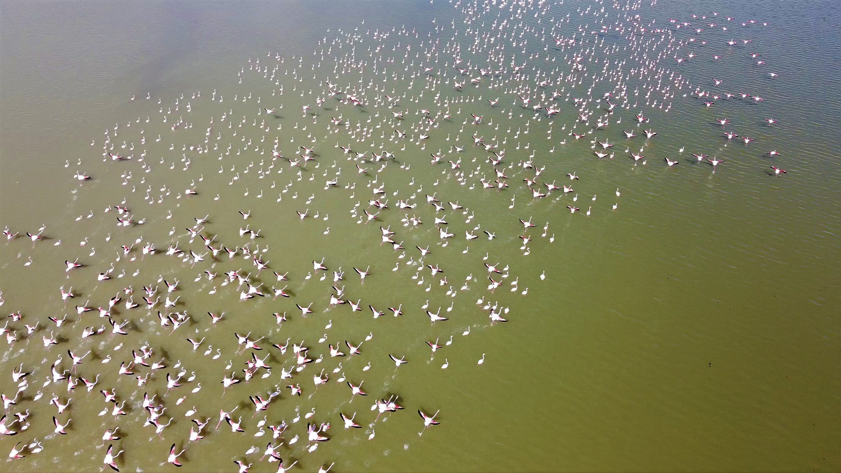 Yozgat'ta pembe istila: Allı turnalar Gelingüllü Barajı'nı görsel şölene çevirdi!