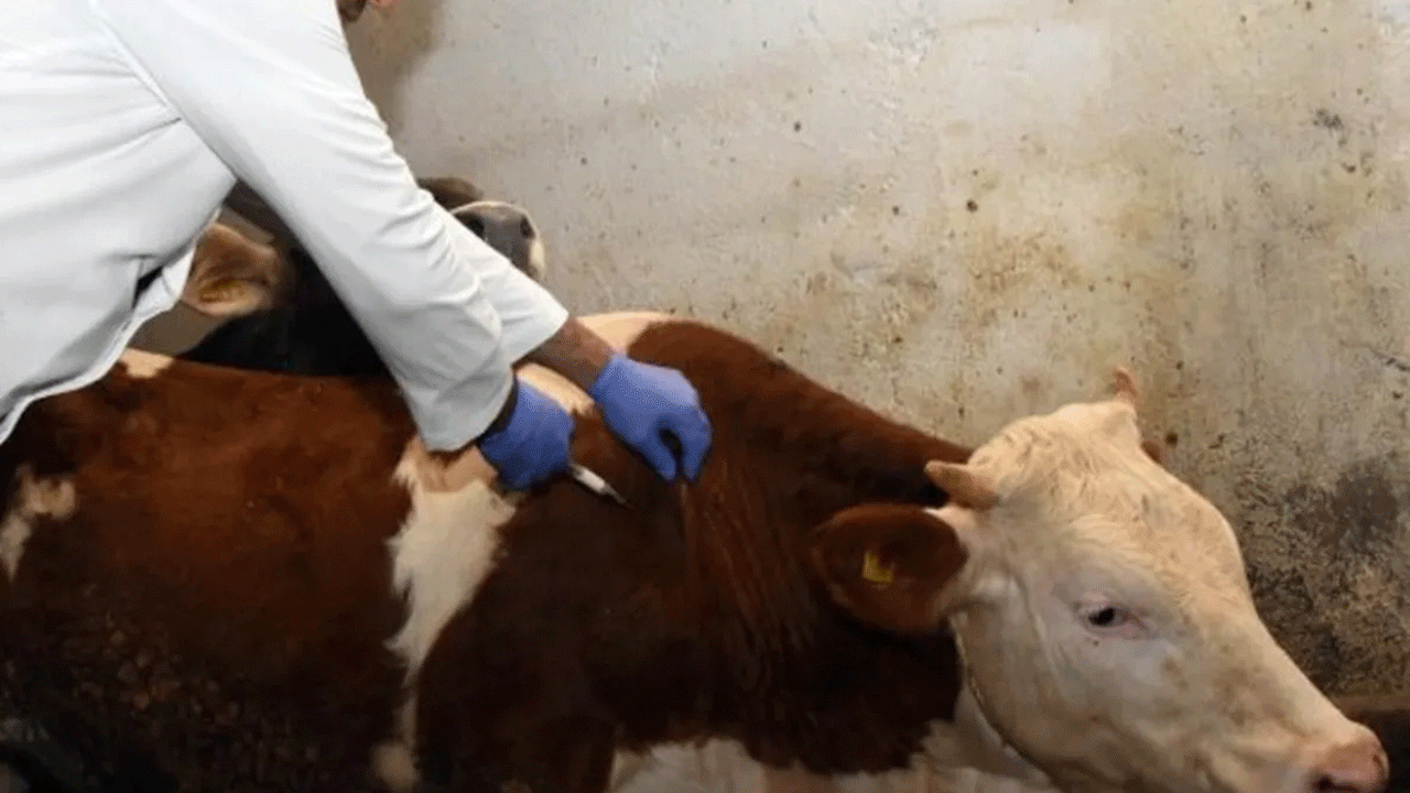 Yozgat'ta şap alarmı! Karantina uygulaması başlatıldı