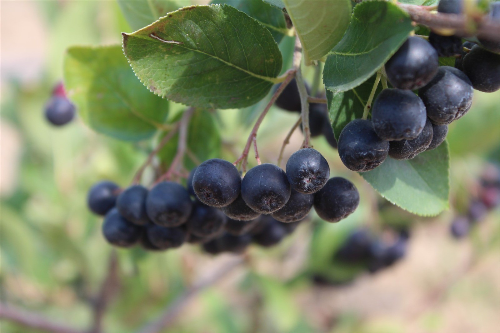 Yozgat'ta “süper meyve” aronyanın hasadı yapıldı