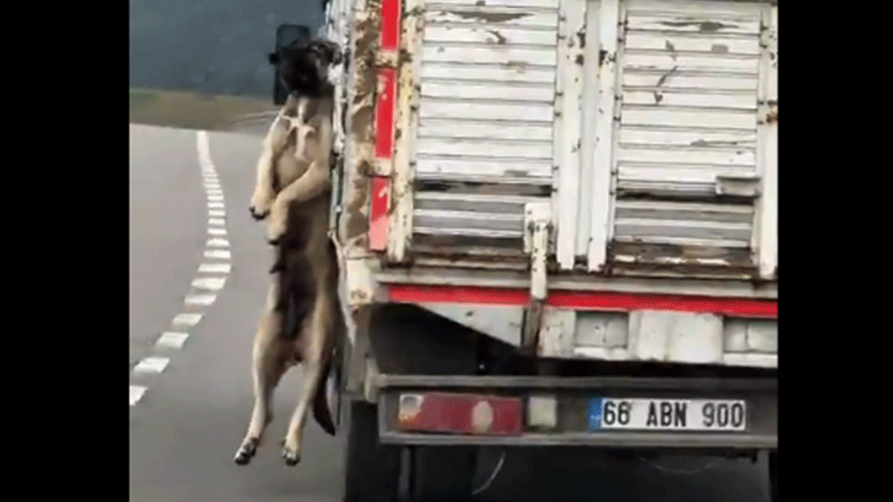 Yozgat’ta vicdanları sızlatan görüntü! Köpeği kamyona iple asarak taşıdı