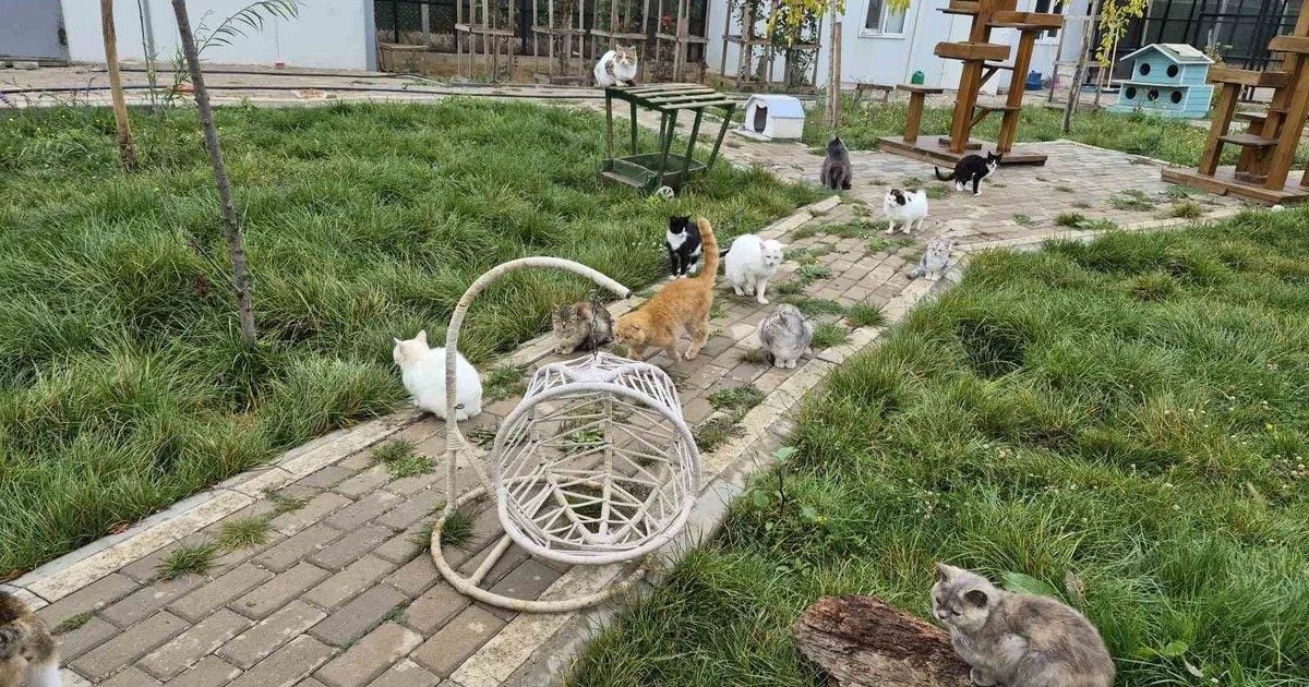 Yozgat'taki Evcil Köy'de 836 köpek ve 32 kedi yaklaşık 60 dönümlük alanda yaşıyor