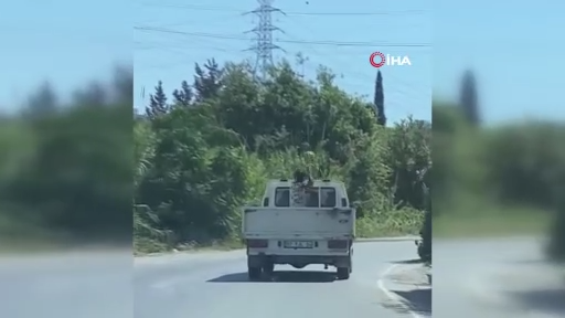 Yuh artık! Kamyonetteki karpuzları yola fırlattı