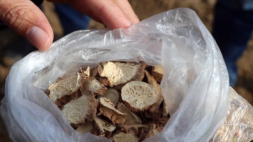 Yüksek getirili zambak üretiminin Edirne'de yaygınlaştırılması hedefleniyor