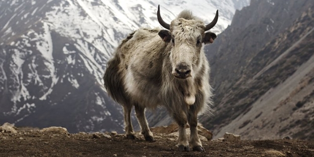 Yüksek karlı yaylaların hakimi: Tibet sığırı