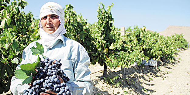 Yüksek rekolte hasadı bayrama çevirdi