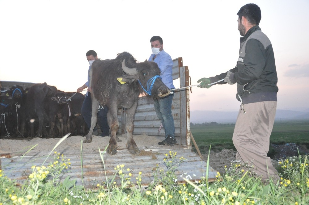 Yüksekova’da 20 manda ve 12 malak dağıtıldı 