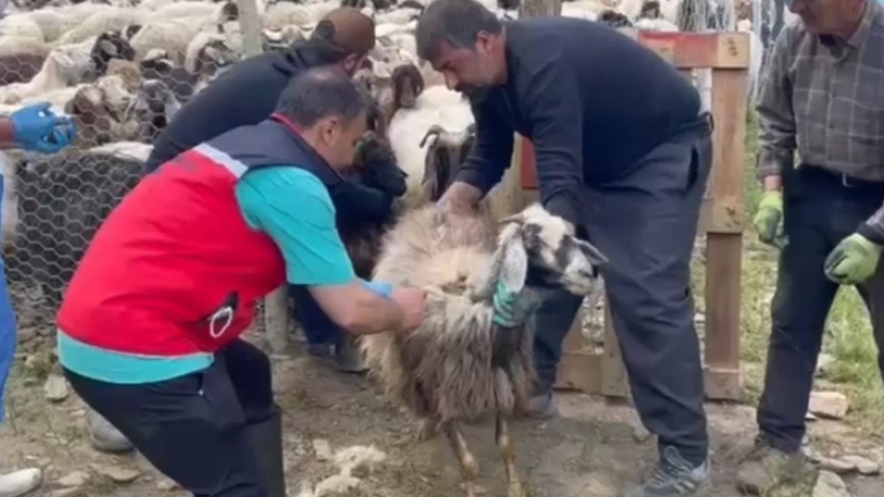 Yüksekova’da şap hastalığına karşı yoğun aşılama seferberliği