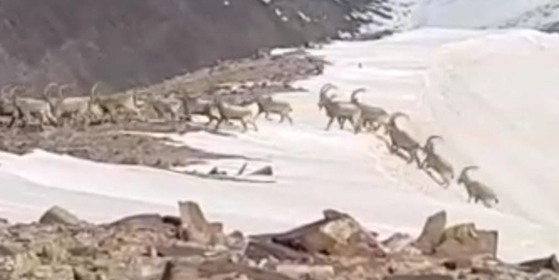 Yüksekova’da sürü halinde gezen dağ keçileri kameraya yansıdı