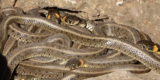 Yüksekova'da yılan istilası