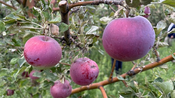 Yüksekova'dan bereket fışkırıyor