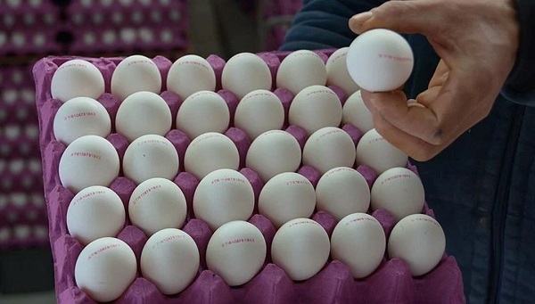 Yumurta alırken bu detaya dikkat edin! Bu numaraların sırrı ne?