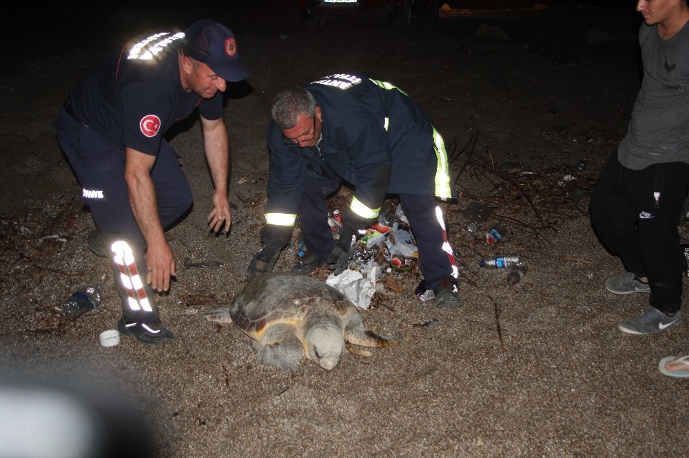 Yumurta bırakırken yolunu kaybeden dev Caretta Caretta köpeklerin saldırısına uğradı 