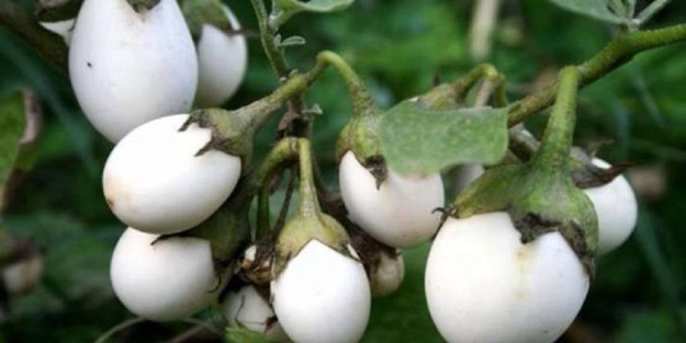 Yumurta çiçeğinin faydaları nelerdir?