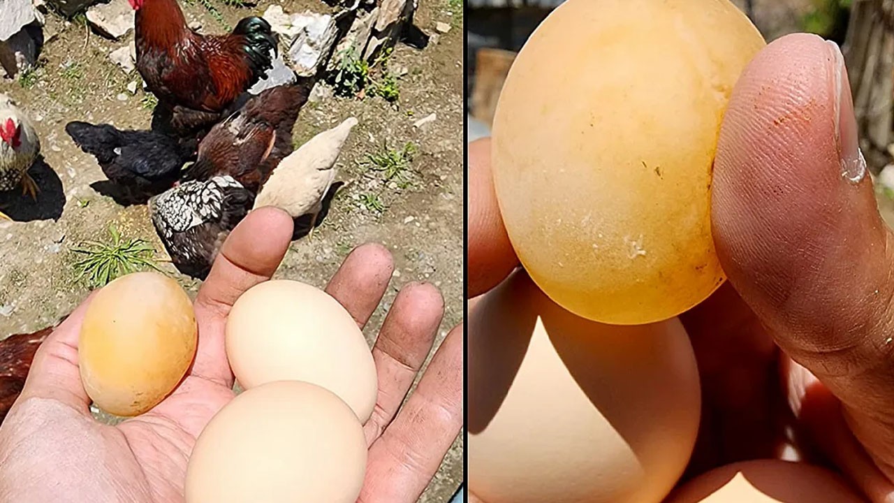 Yumurta Elazığ'da olay oldu: Kimsenin bilmediği ilginç olayı duyan şaşırıp kalıyor!