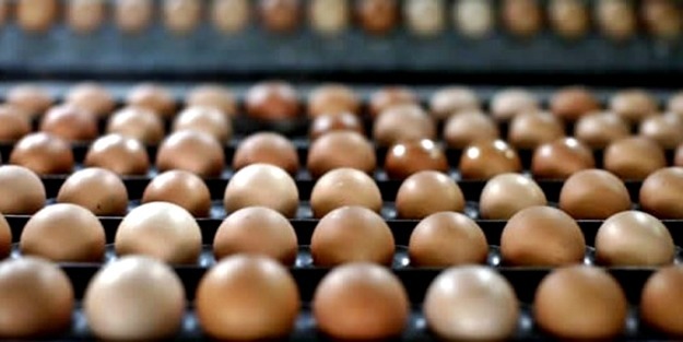 Yumurta fiyatları neden arttı? İşte cevabı...