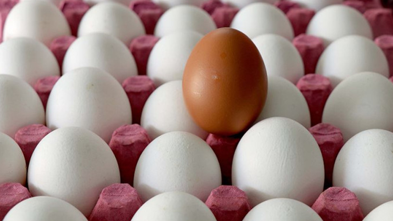 Yumurta fiyatlarına bakanlık el attı