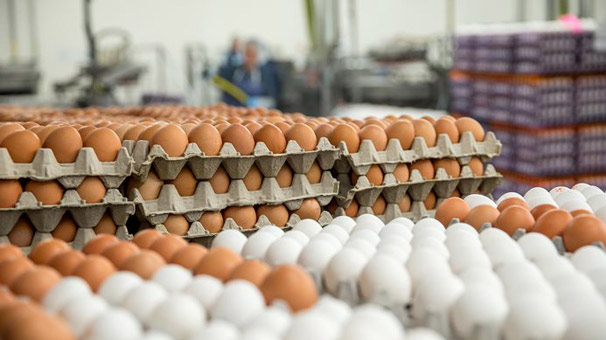 Yumurta ihracatı rekor kırıyor