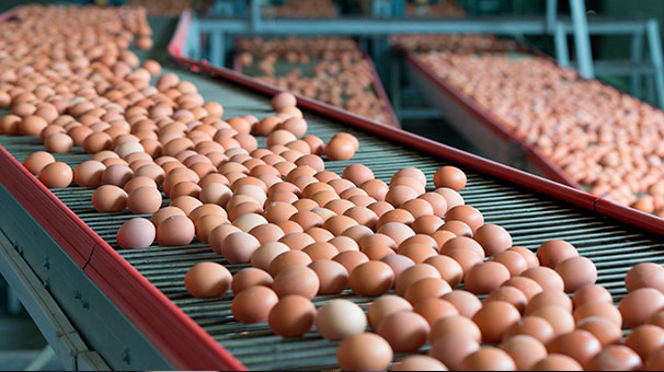 Hastalık çıktı! Türkiye'de ihracatı patladı...