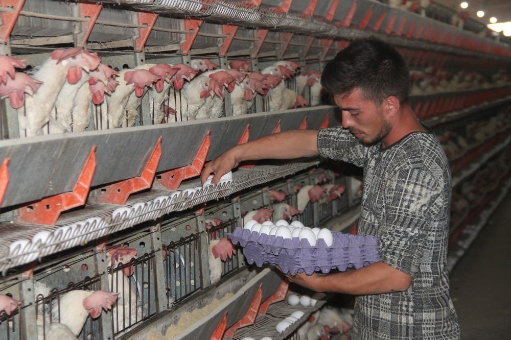 Yumurta üreticisi çözüm bekliyor 