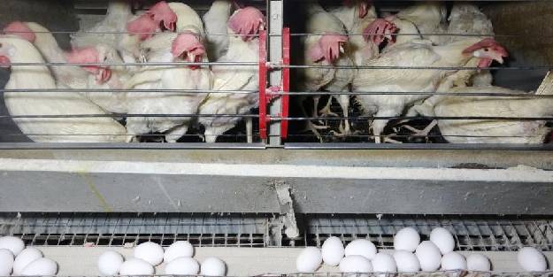 Yumurta üreticisini sevindiren KDV indirimi