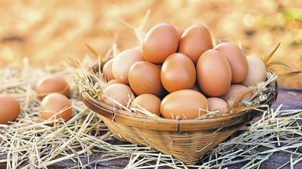 Yumurta üretimi yükseldi