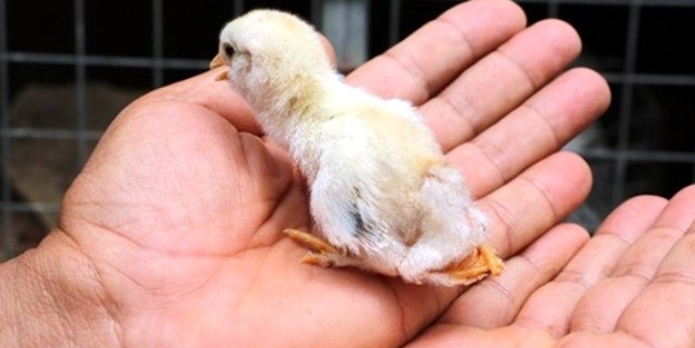 Yumurtadan bu halde çıktı, kimse inanamadı