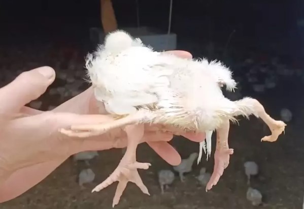 Yumurtadan çıkan detay herkesi şaşkına çevirdi: ilk defa böyle bir şey görüyorum