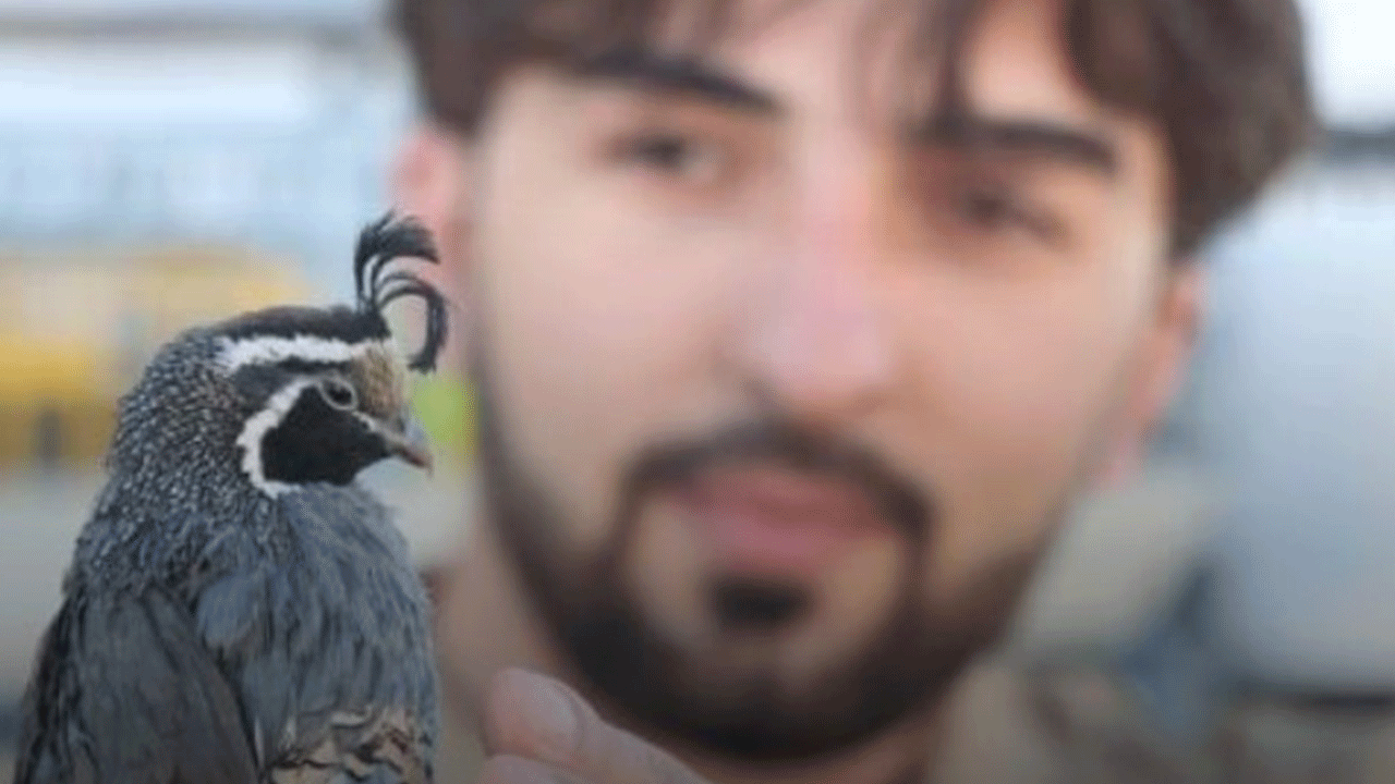 Yumurtadan çıkarıp yetiştiriyor! Dünyadan talep yağıyor!