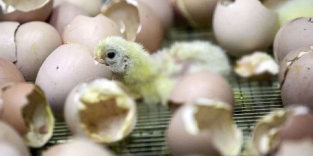 Yumurtadan yeni çıkan civciv şoke etti