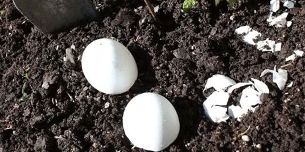 Yumurtaları toprağa gömün 6 hafta bekleyin! Sonuç inanılmaz