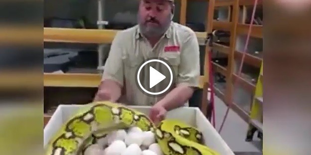 Yumurtalarını kaptırmak istemeyen anne yılanın mücadelesi