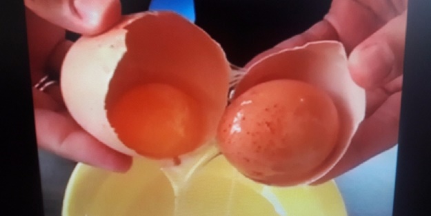 Yumurtanın içinden bakın ne çıktı!